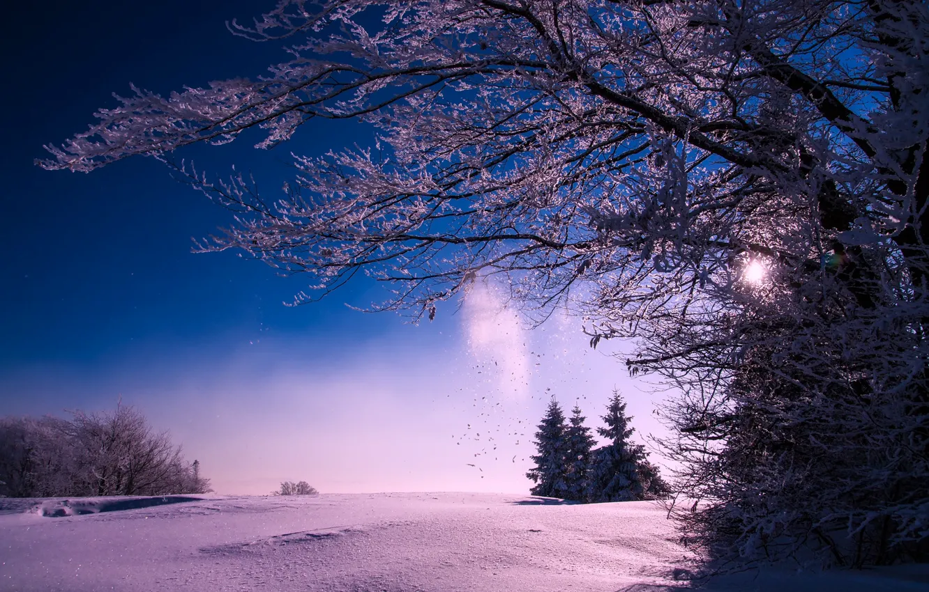 Photo wallpaper field, the sun, snow, trees, landscape, nature, ate, the bushes