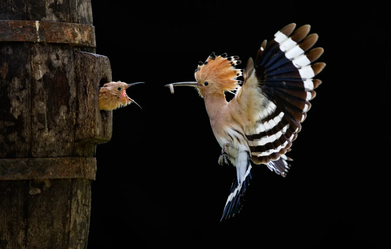 Photo wallpaper flight, bird, chick, hoopoe, Sony World Photography Awards