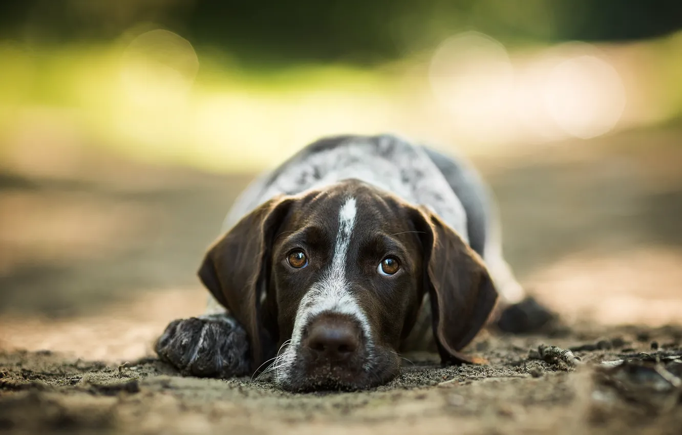 Photo wallpaper look, face, dog