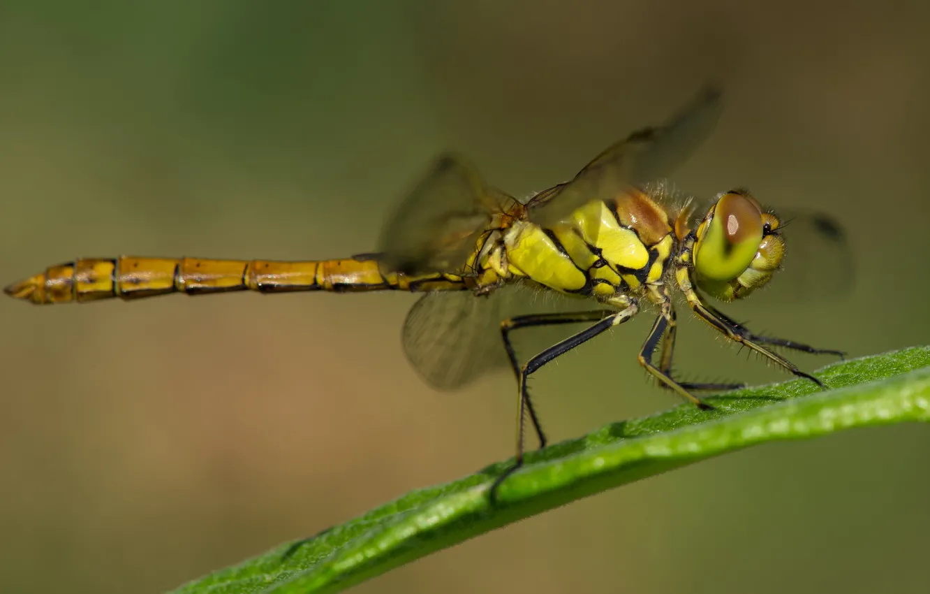Photo wallpaper macro, nature, dragonfly, insect