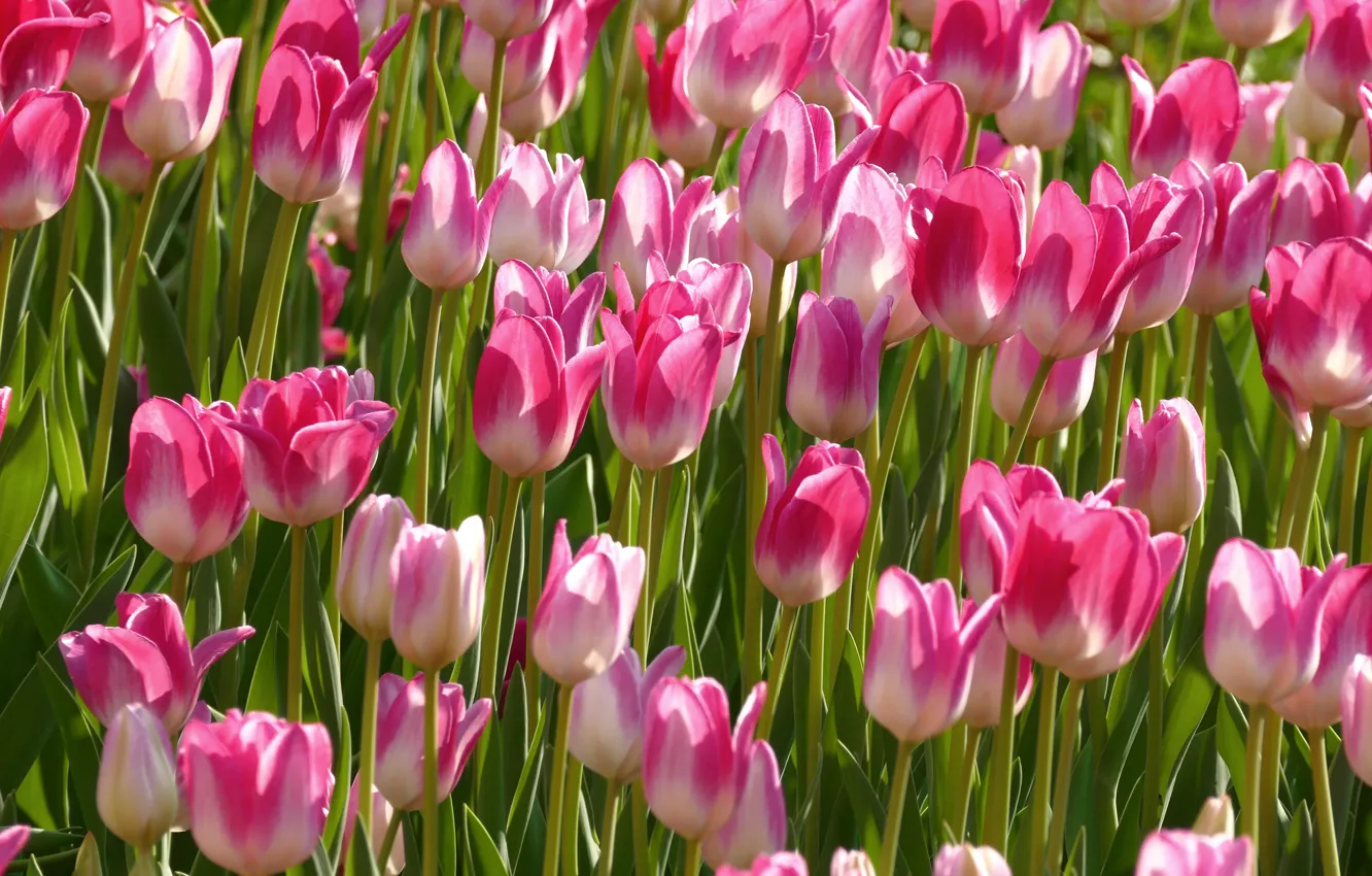 Photo wallpaper tulips, pink, a lot