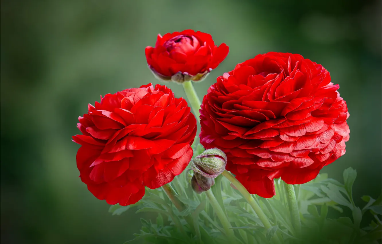 Photo wallpaper flowers, red, background, Ranunculus