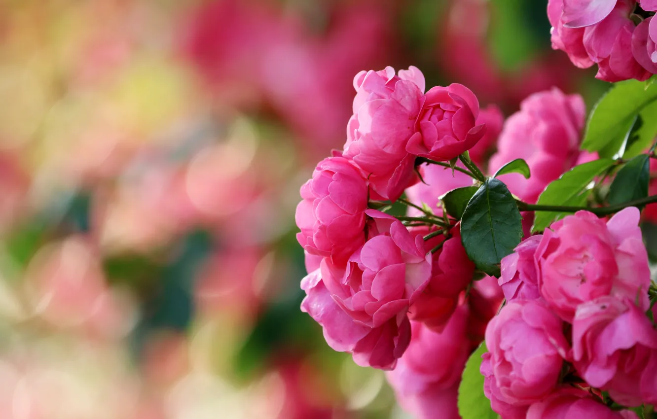 Photo wallpaper flowers, branches, background, roses, pink, bokeh, rose Bush