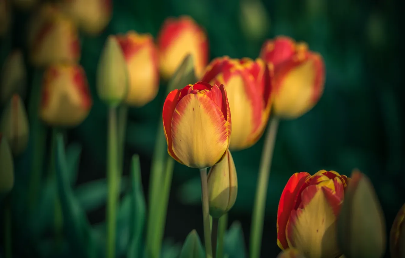 Photo wallpaper flowers, spring, garden, tulips, flowerbed, two-tone, red-yellow