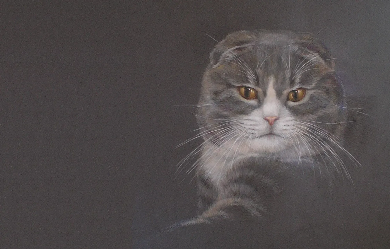 Photo wallpaper cat, mood, figure, art