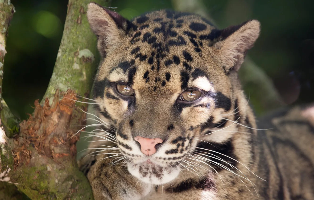 Photo wallpaper cat, face, clouded leopard