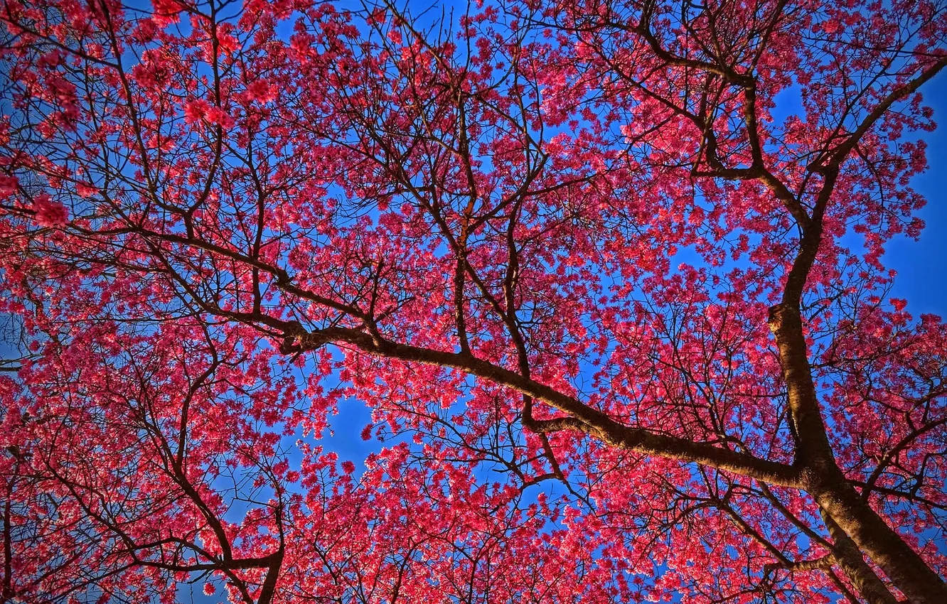 Photo wallpaper the sky, tree, spring, garden, flowering