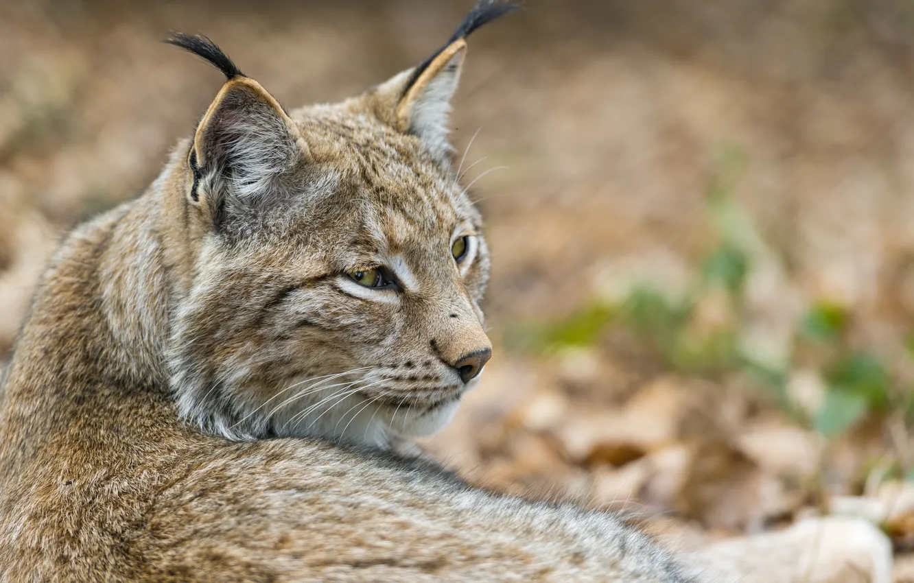 Photo wallpaper cat, face, lynx, ©Tambako The Jaguar