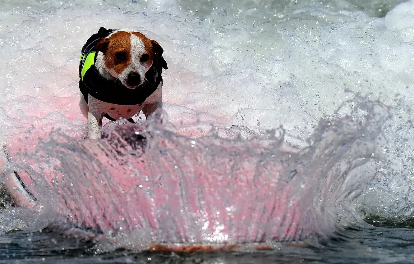 Photo wallpaper water, squirt, dog, Board