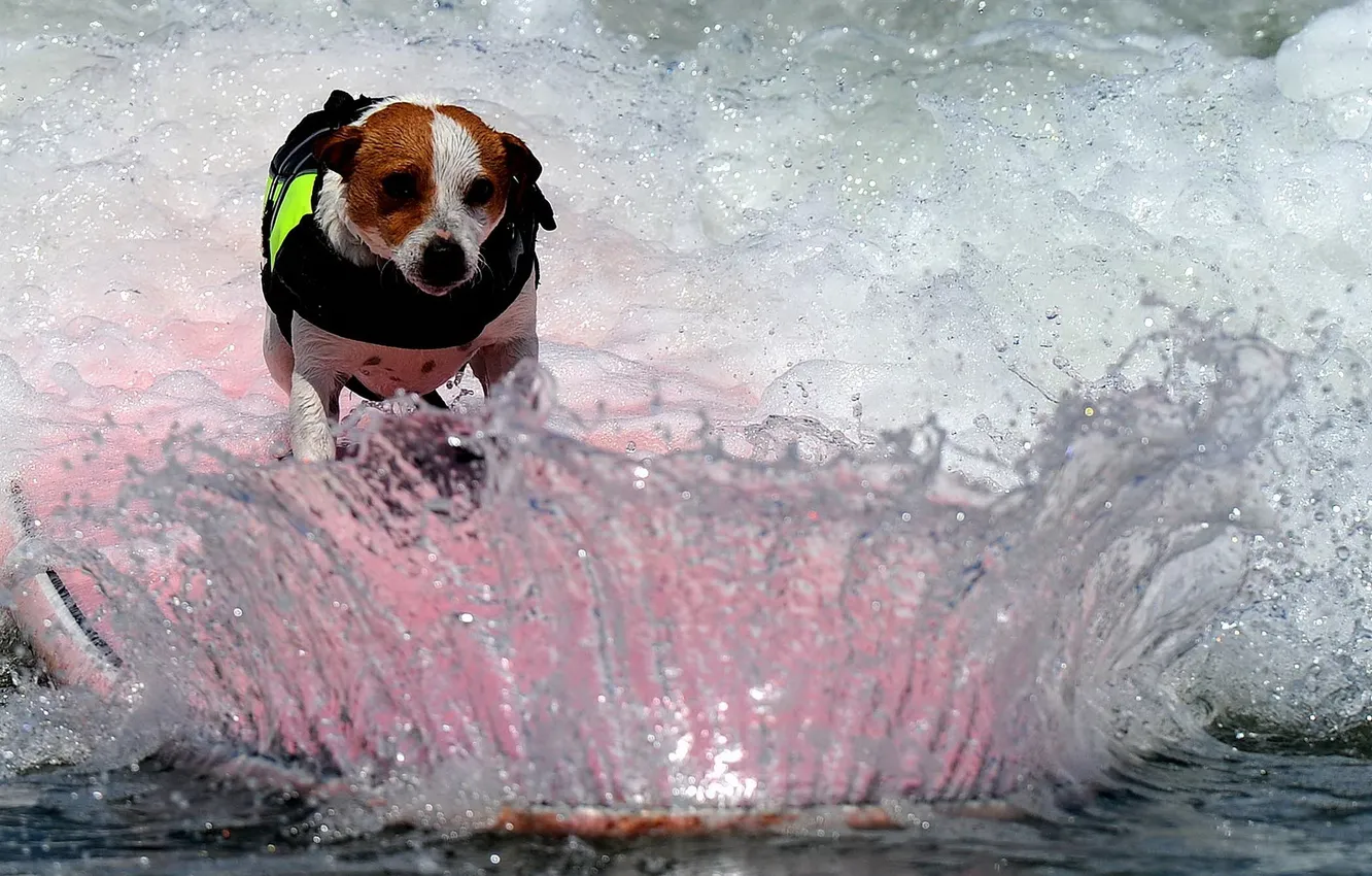 Photo wallpaper water, squirt, Board, dog