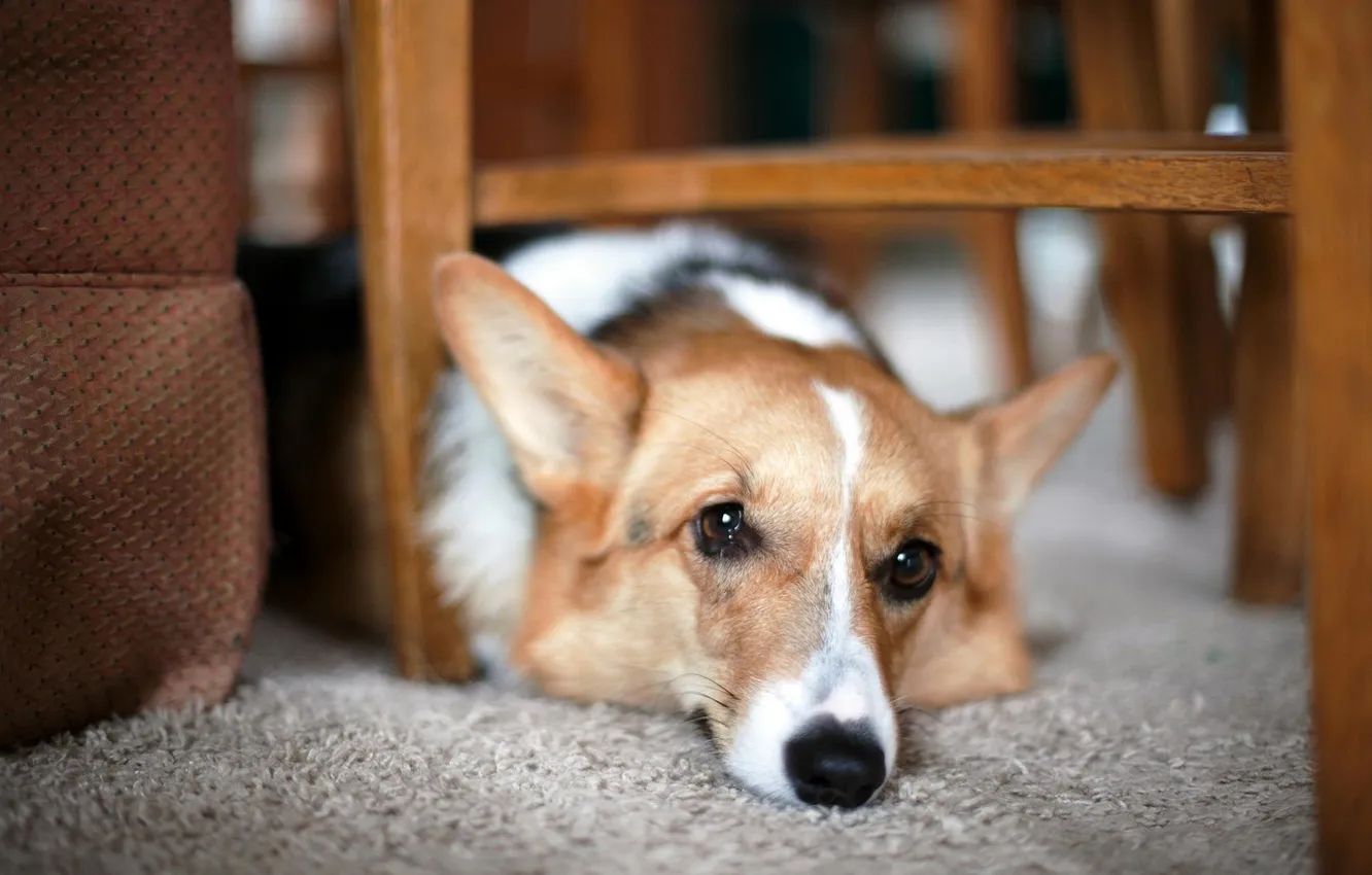 Photo wallpaper each, home, dog