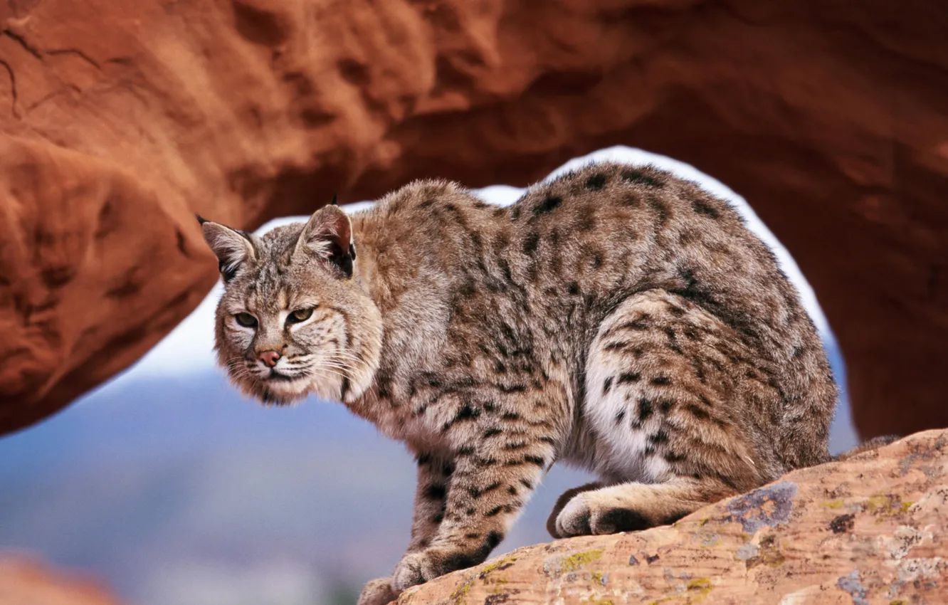 Photo wallpaper cat, animal, wild