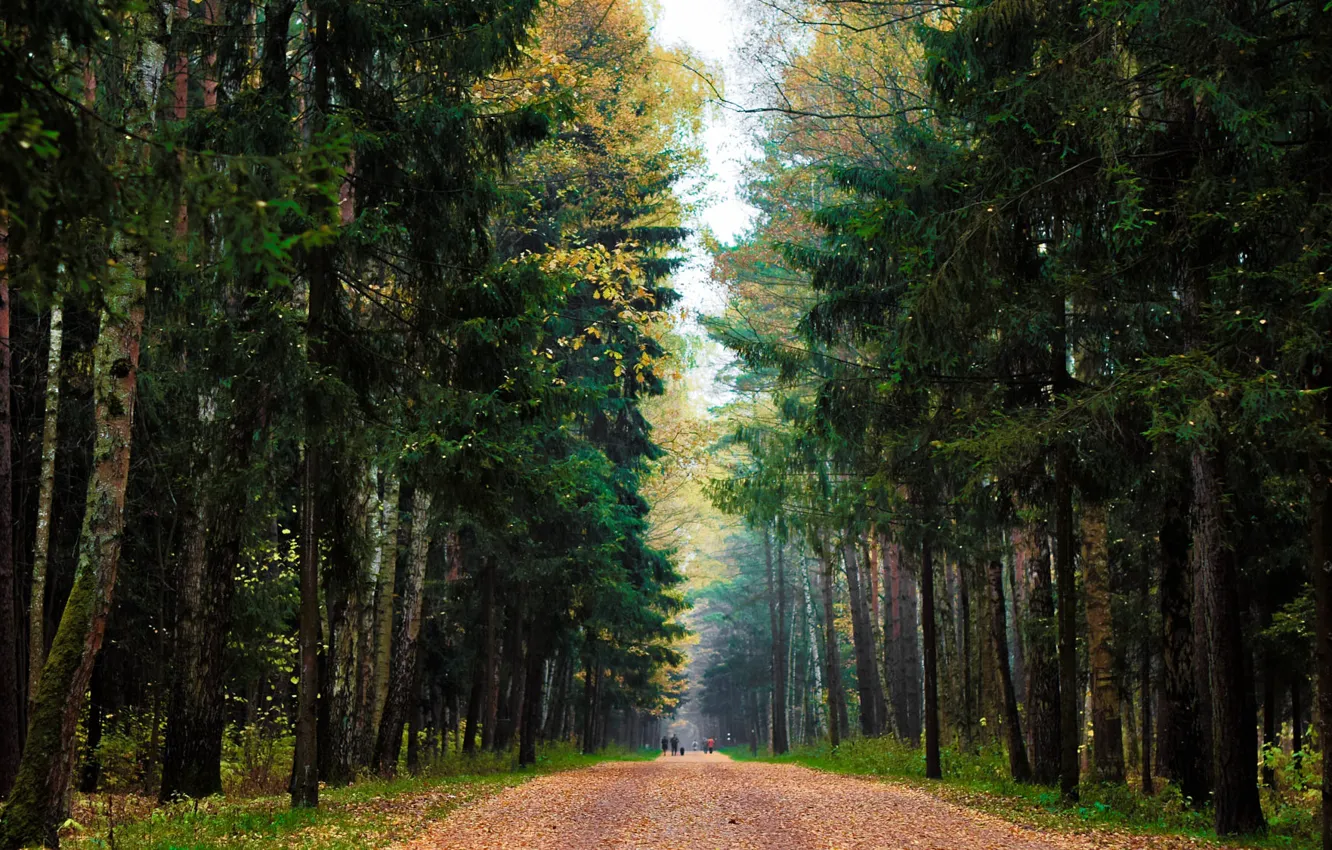 Photo wallpaper road, falling leaves, spruce forest