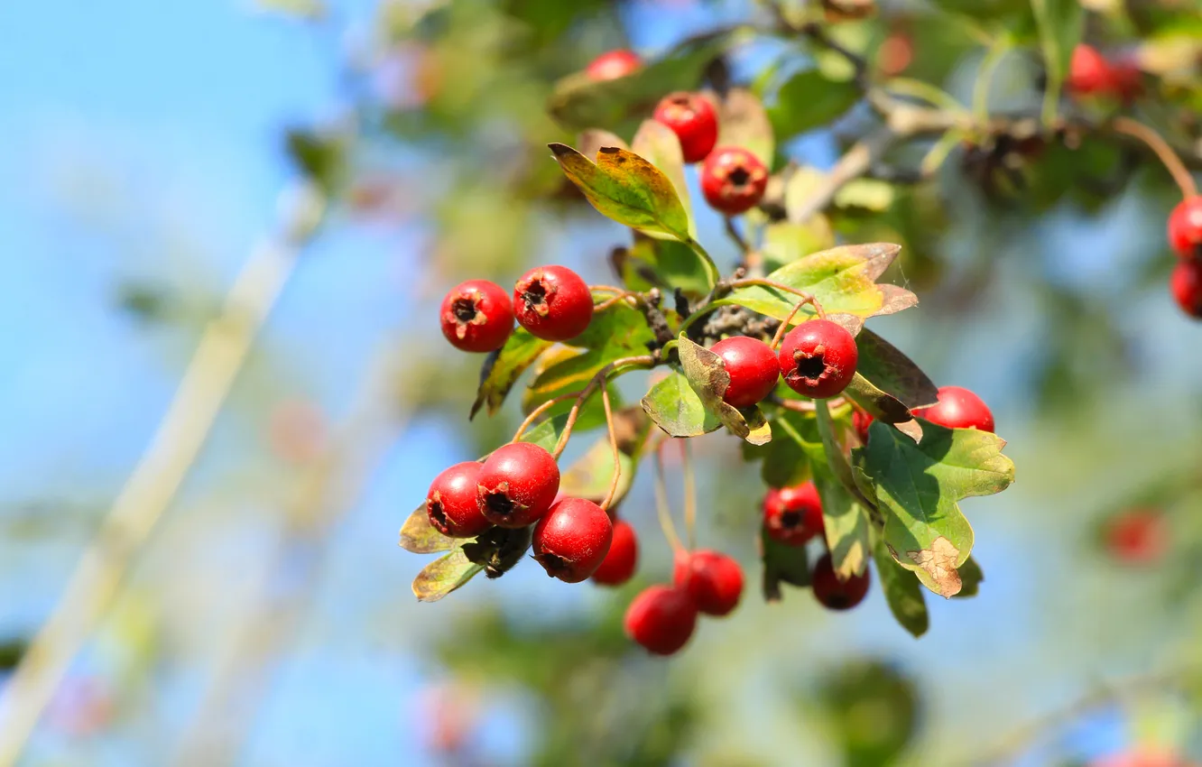 Photo wallpaper red, fruit, twig
