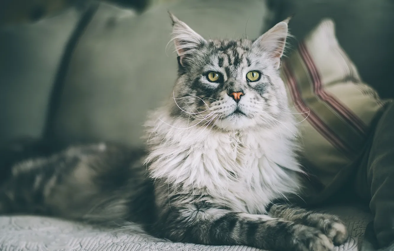 Photo wallpaper cat, cat, look, face, comfort, grey, background, sofa