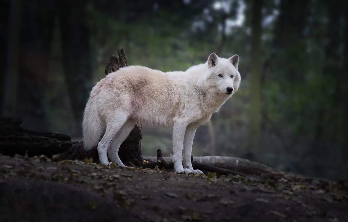 Photo wallpaper autumn, forest, white, look, leaves, nature, pose, the dark background