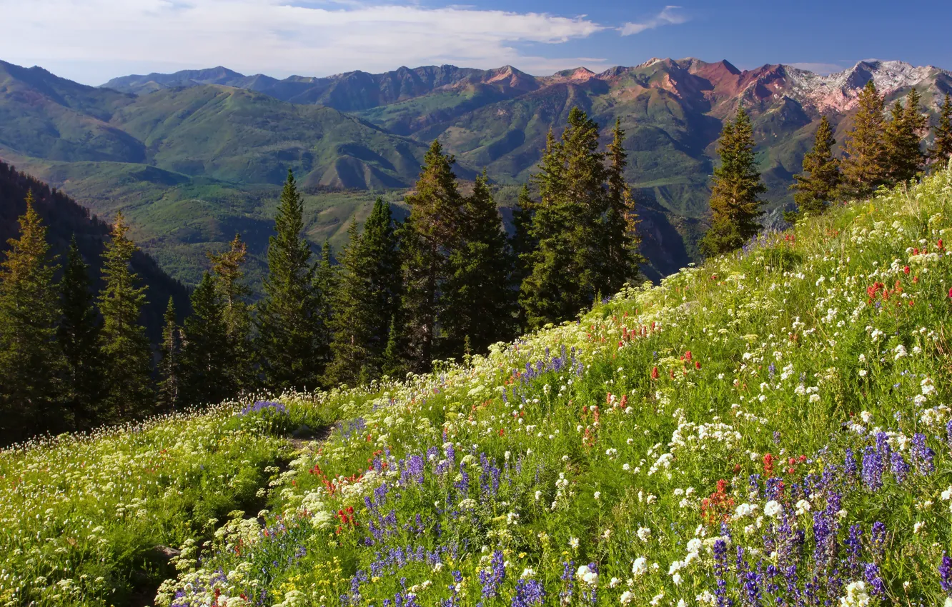 Photo wallpaper forest, summer, flowers, mountains, ate, meadow
