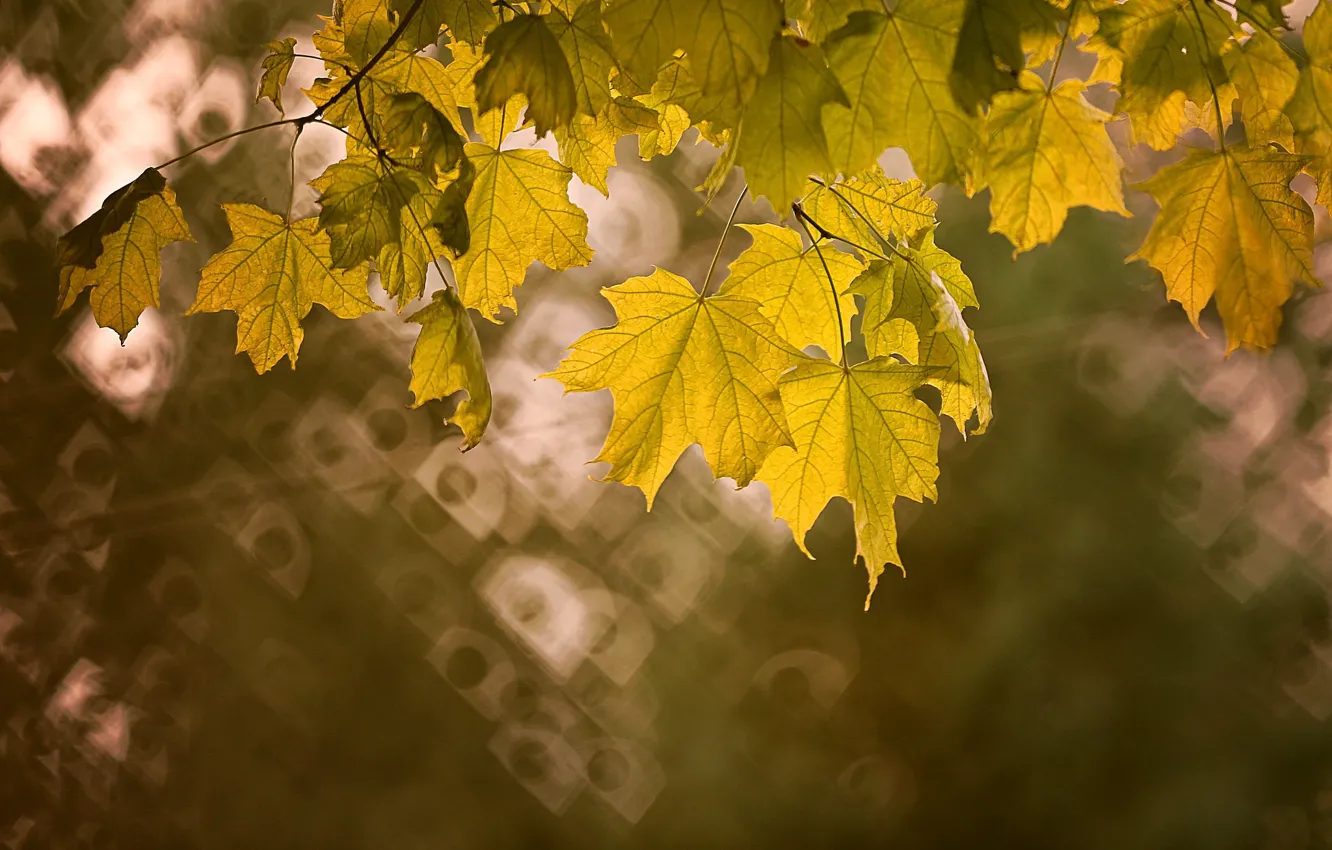Photo wallpaper autumn, leaves, bokeh