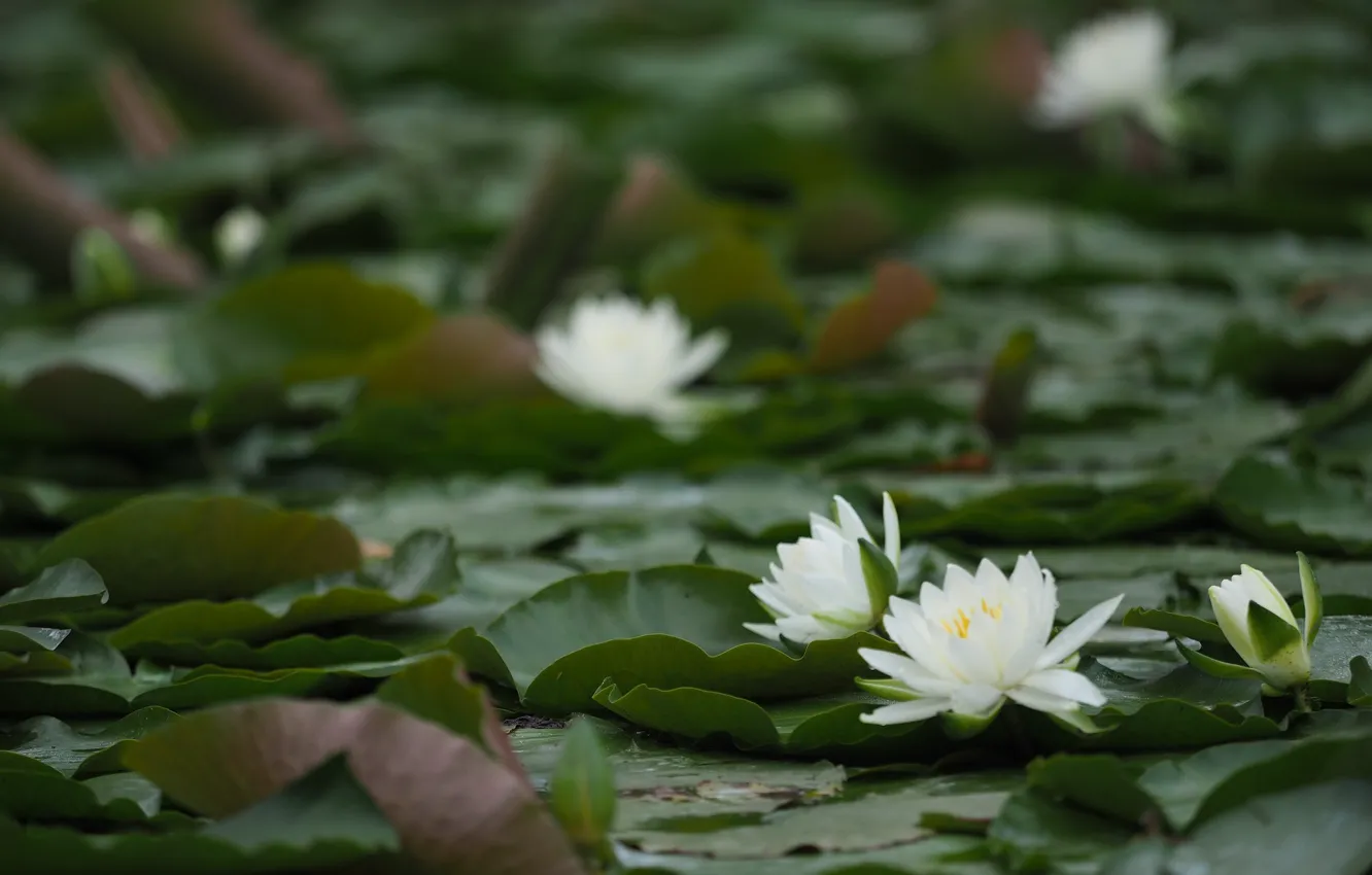 Photo wallpaper nature, pond, Lotus