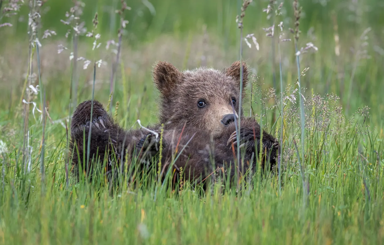 Photo wallpaper grass, bear, bear