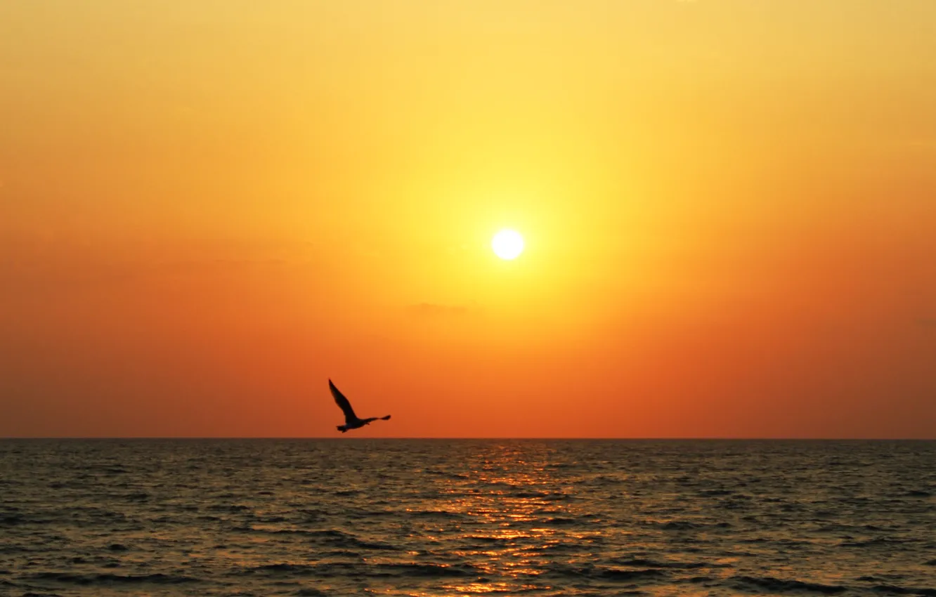 Photo wallpaper sea, sunset, bird