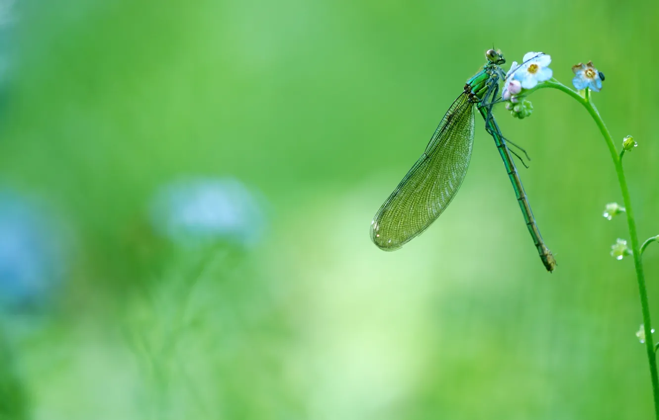 Photo wallpaper greens, summer, macro, flowers, green, spring, dragonfly, insect