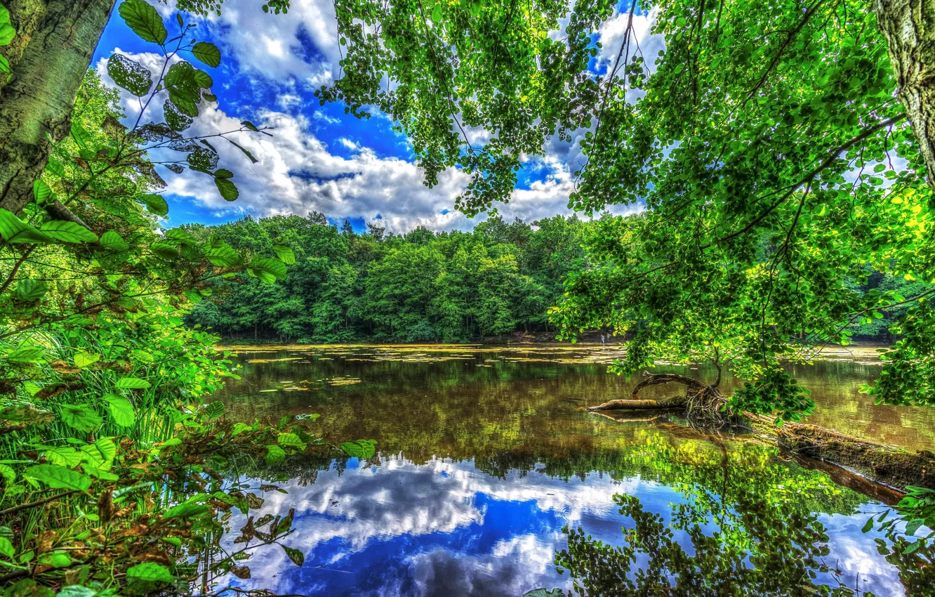 Photo wallpaper greens, the sky, trees, landscape