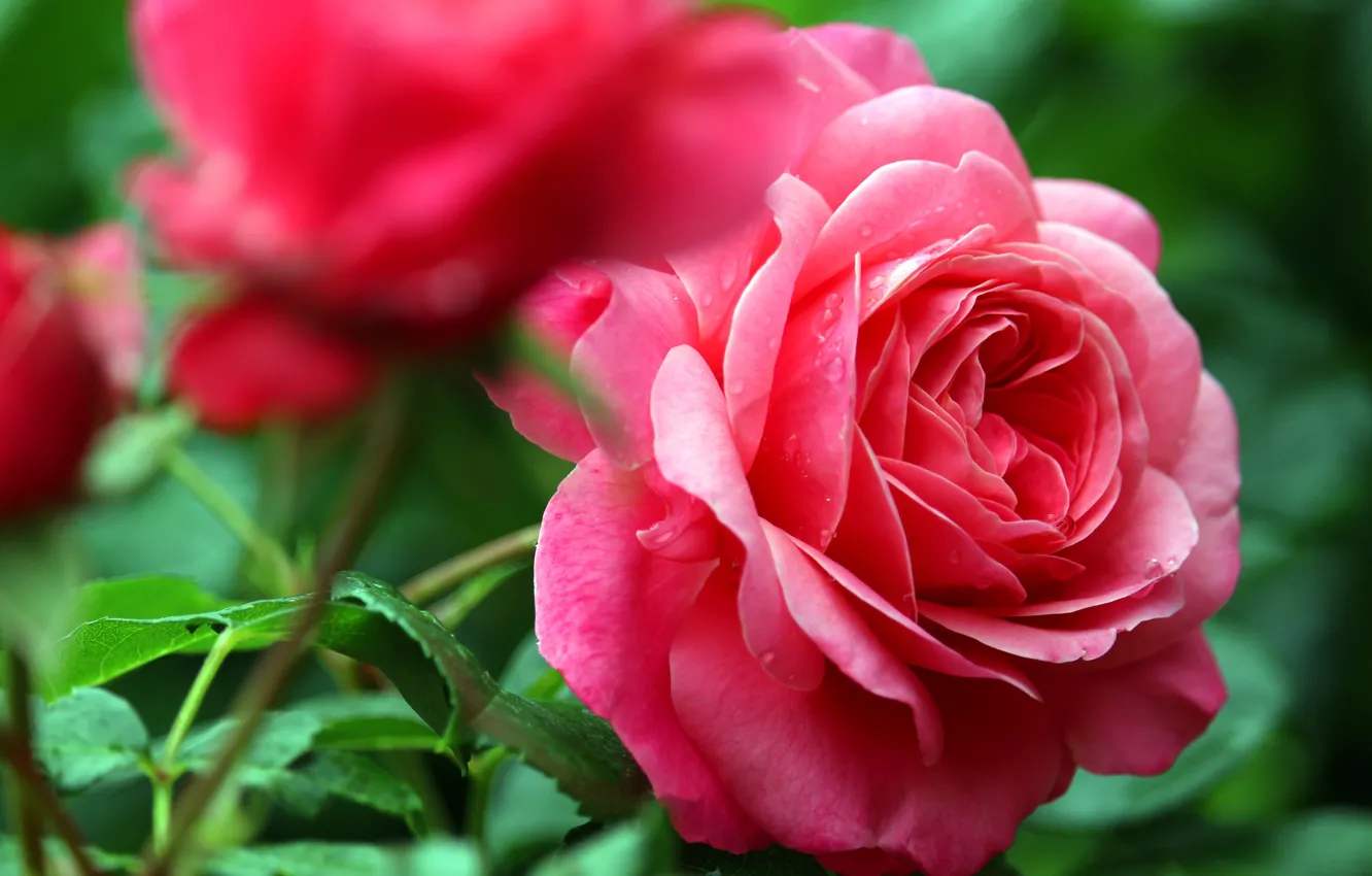 Photo wallpaper leaves, macro, flowers, roses, pink, bokeh