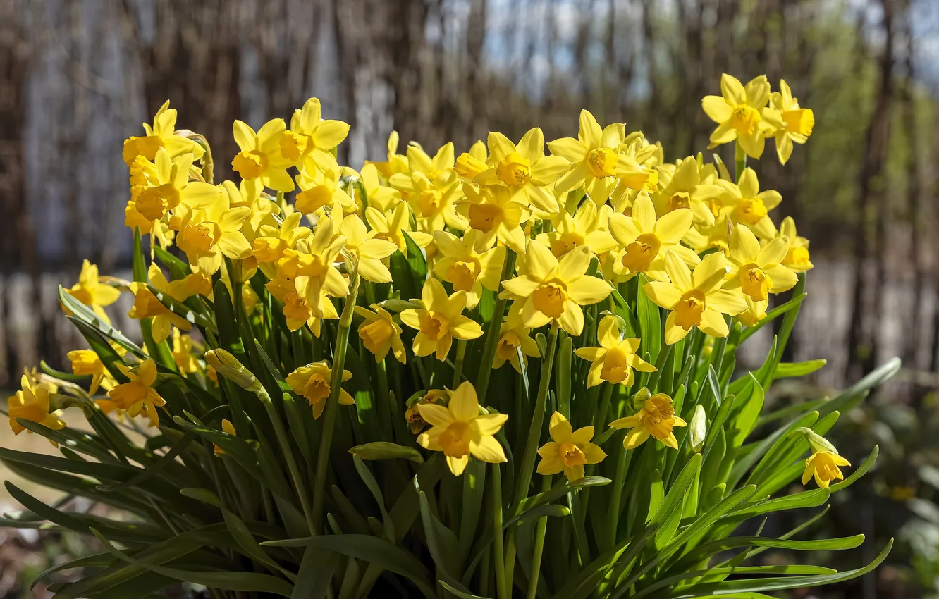 Photo wallpaper flowers, yellow, spring, garden, flowerbed, daffodils