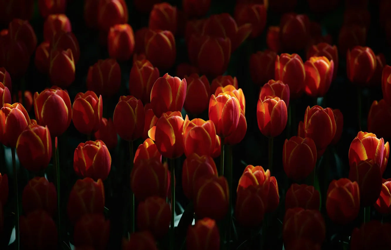 Photo wallpaper flowers, the dark background, glade, spring, tulips, red, buds, a lot