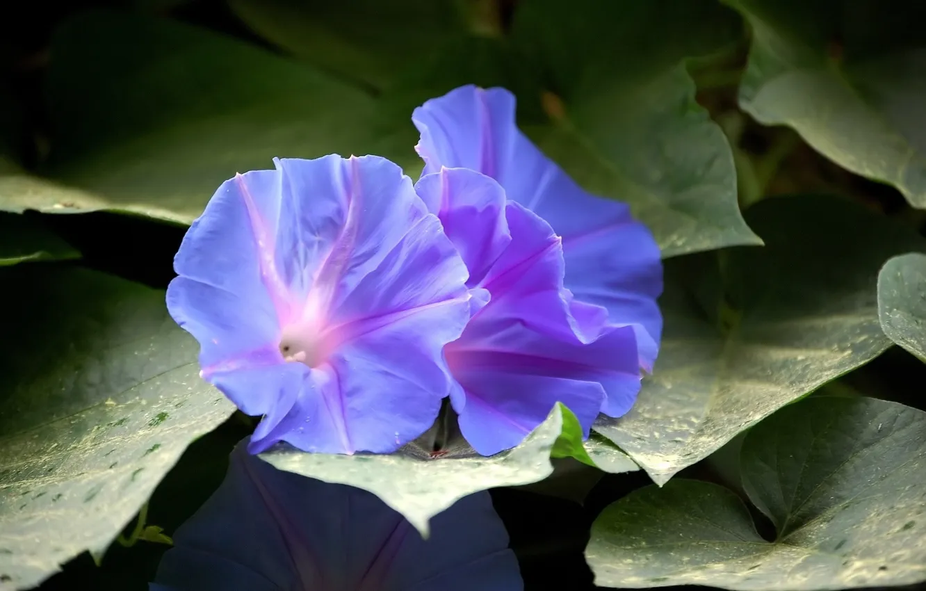 Photo wallpaper leaves, flowers, bindweed