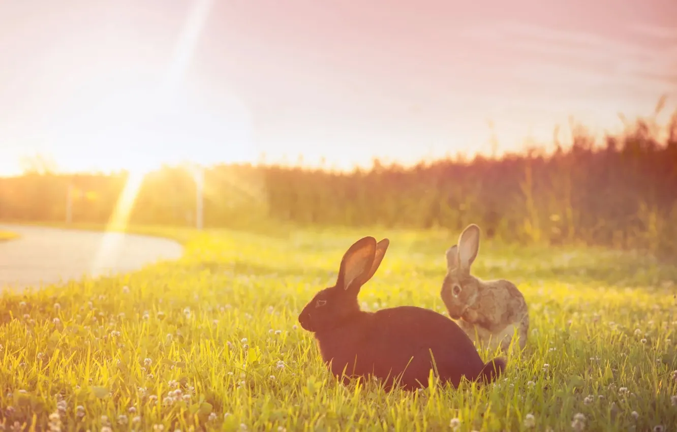 Photo wallpaper road, field, forest, summer, the sky, grass, the sun, rays