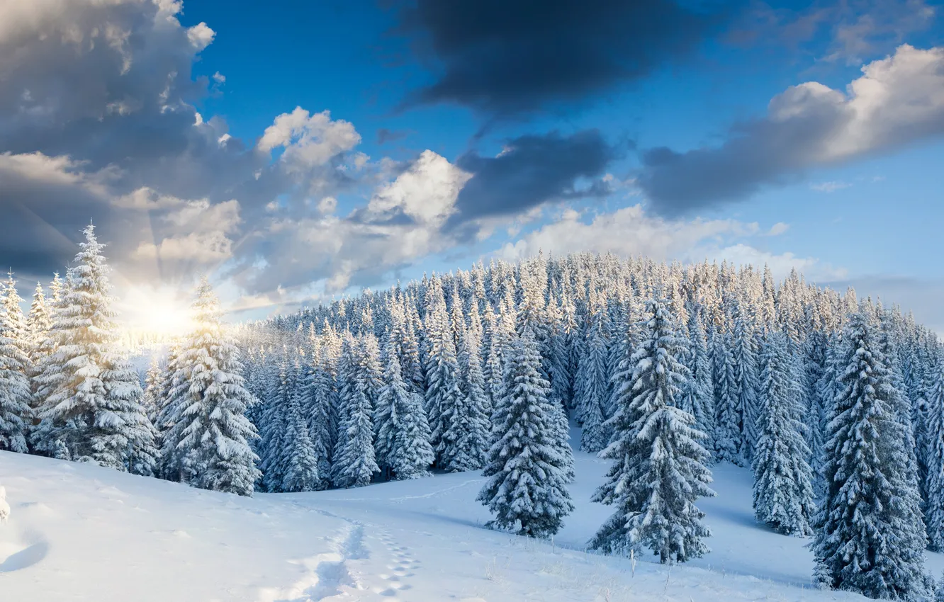 Photo wallpaper winter, forest, the sky, the sun, clouds, snow, trees, landscape