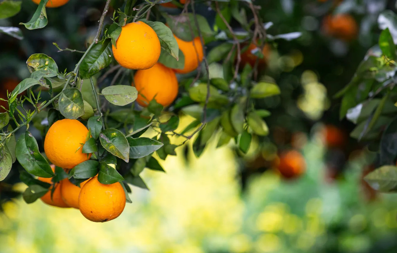 Wallpaper leaves, branches, nature, oranges, fruit, bokeh, hang for ...