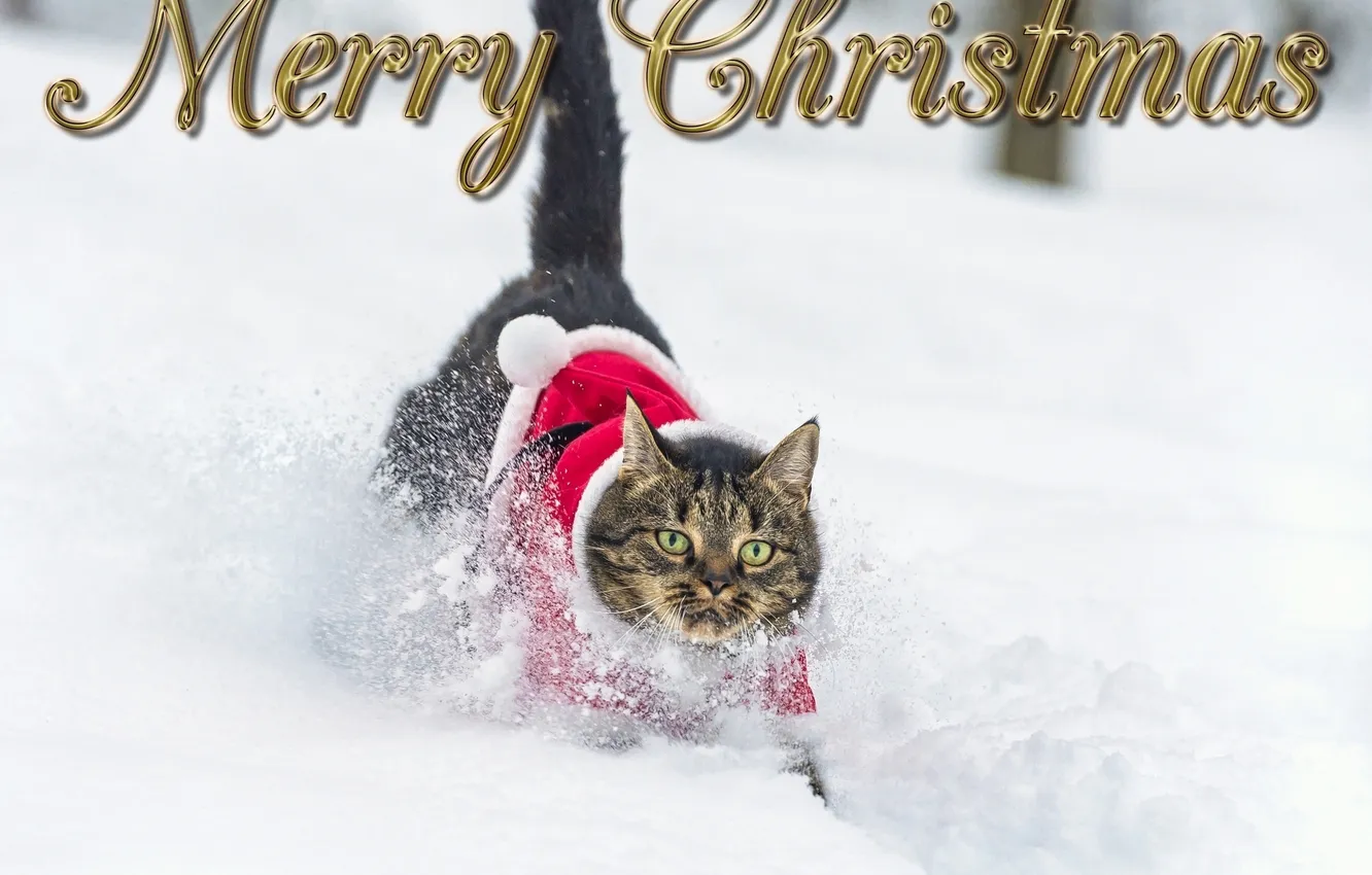 Photo wallpaper winter, cat, snow, costume
