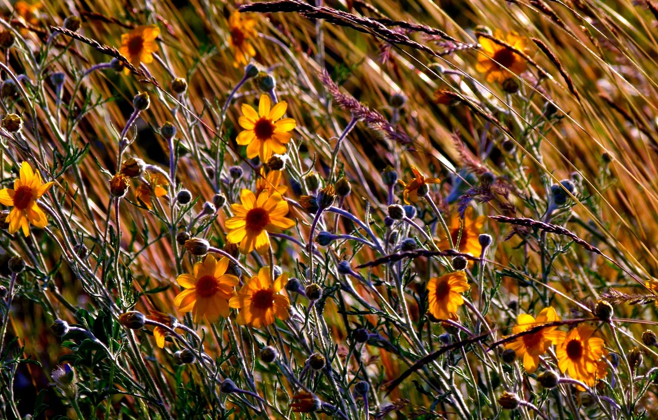 Photo wallpaper field, autumn, grass, flowers, meadow