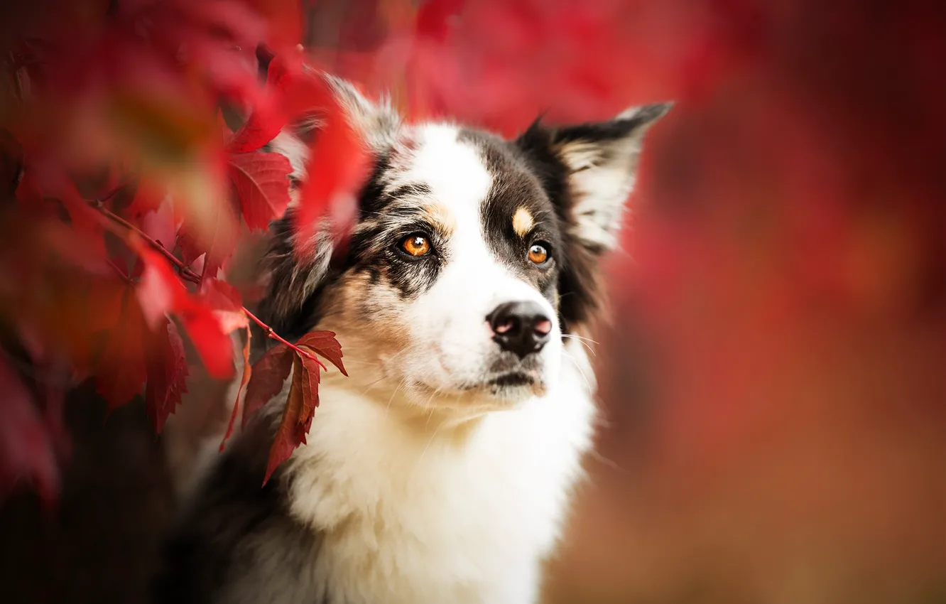 Photo wallpaper autumn, look, face, leaves, branches, portrait, dog, bokeh