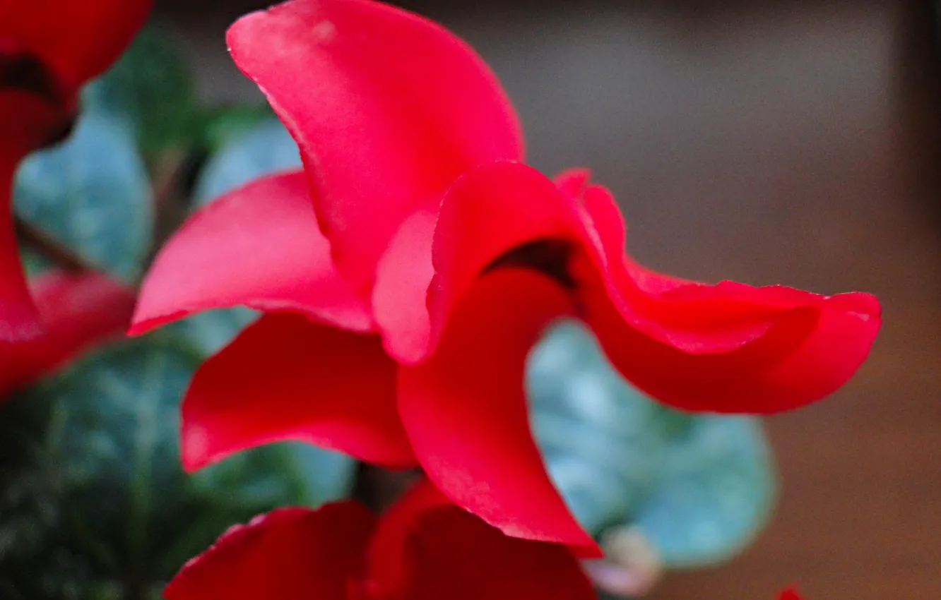 Photo wallpaper flowers, red, cyclamen