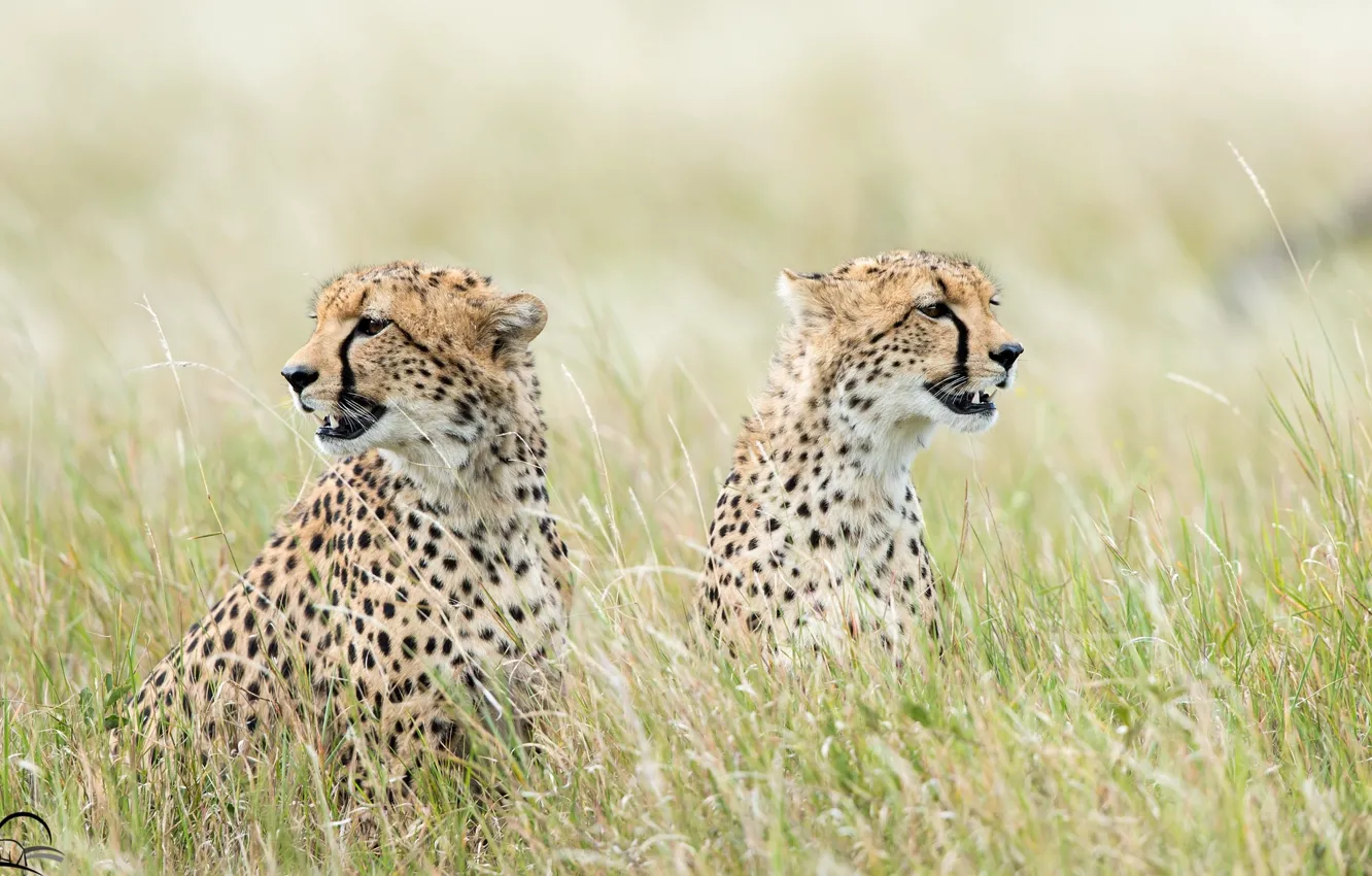 Photo wallpaper grass, predator, Cheetah