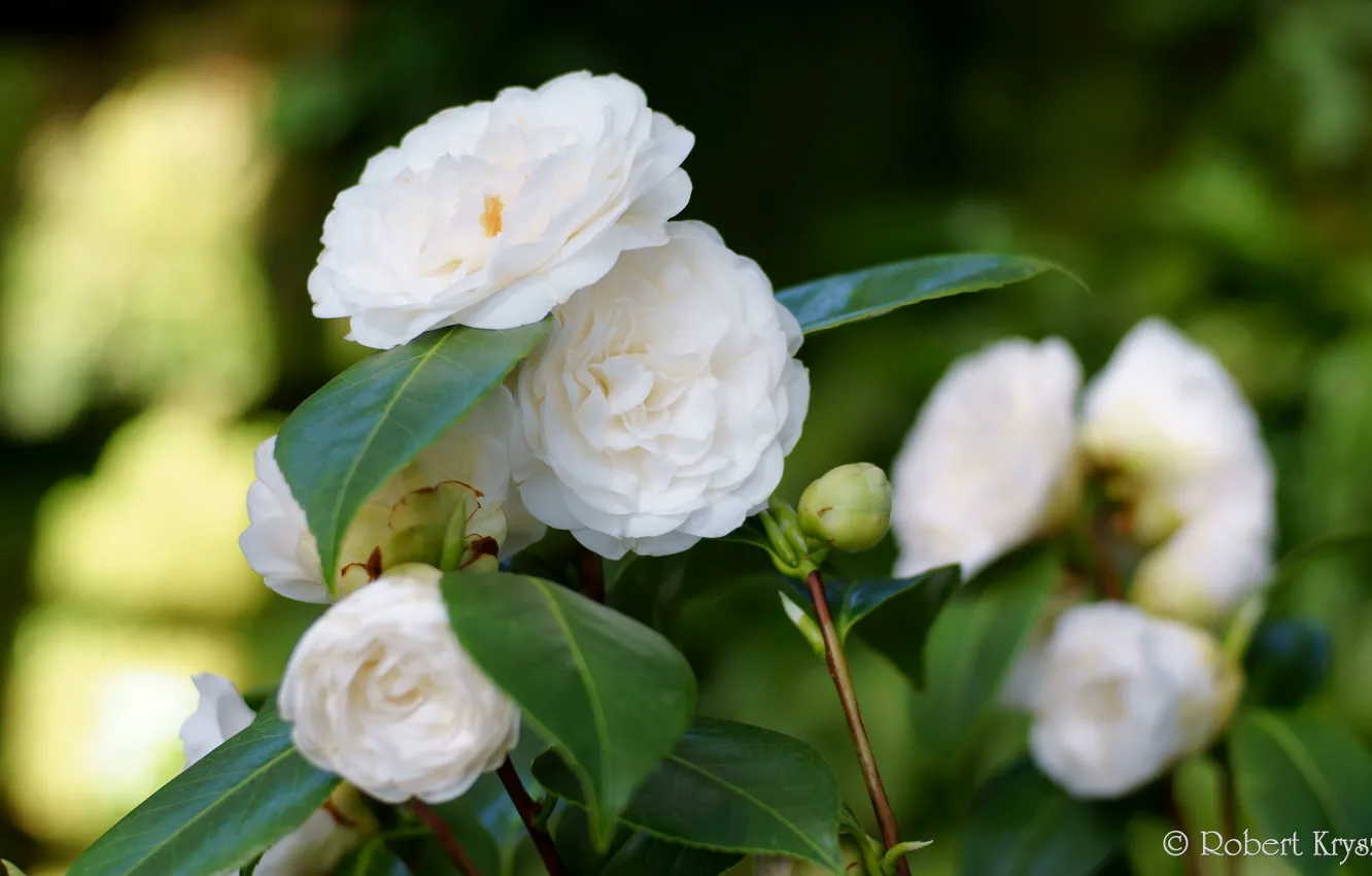 Photo wallpaper leaves, Bud, flowering, shrub, leaf, Camellia, shrubs, flowering