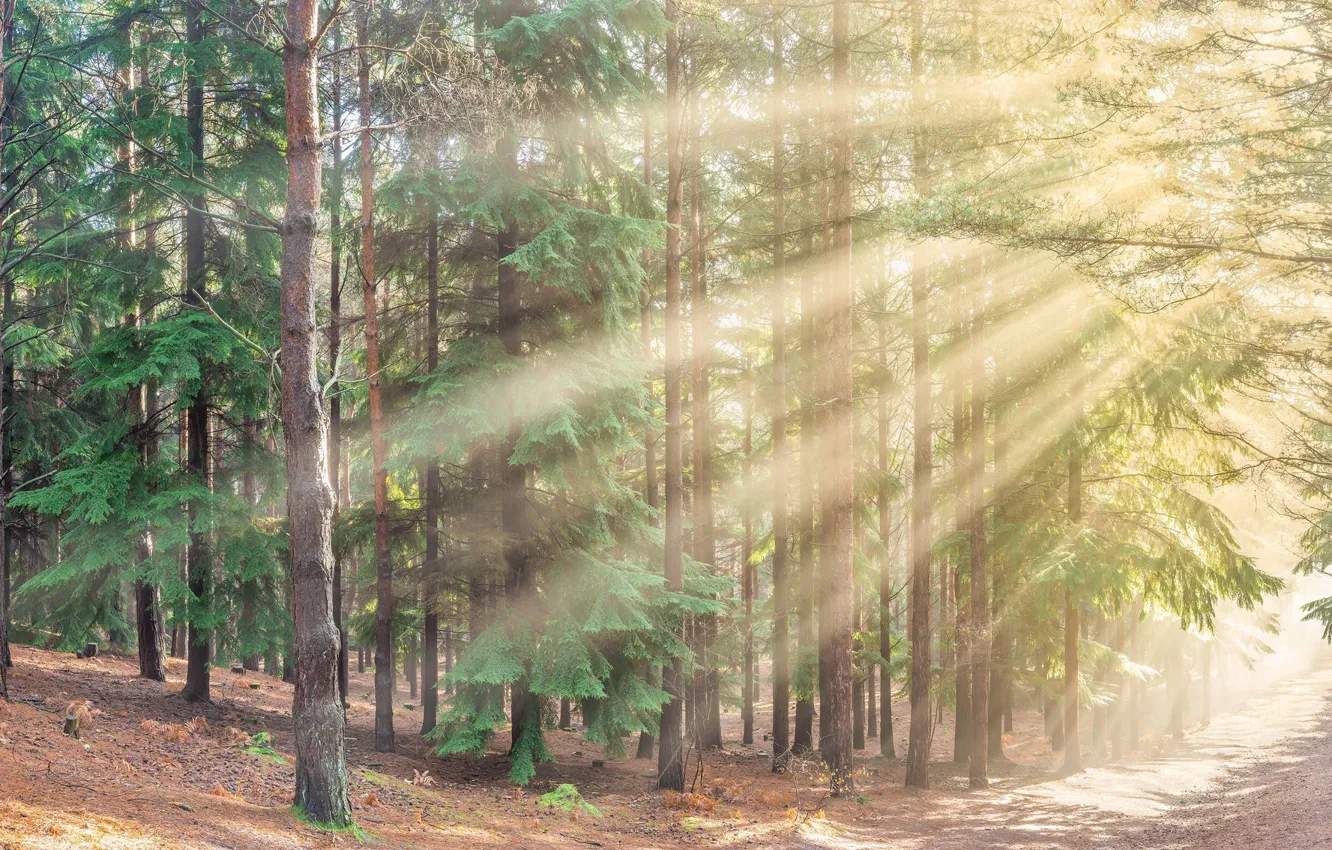 Photo wallpaper road, forest, light, nature, morning