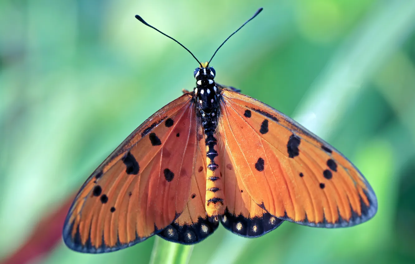 Photo wallpaper macro, butterfly, red