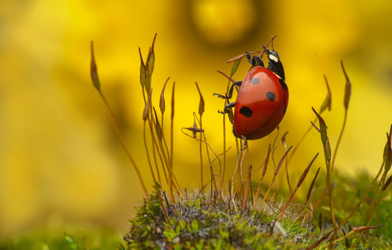 Photo wallpaper macro, ladybug, moss, beetle, yellow background, stems, bokeh