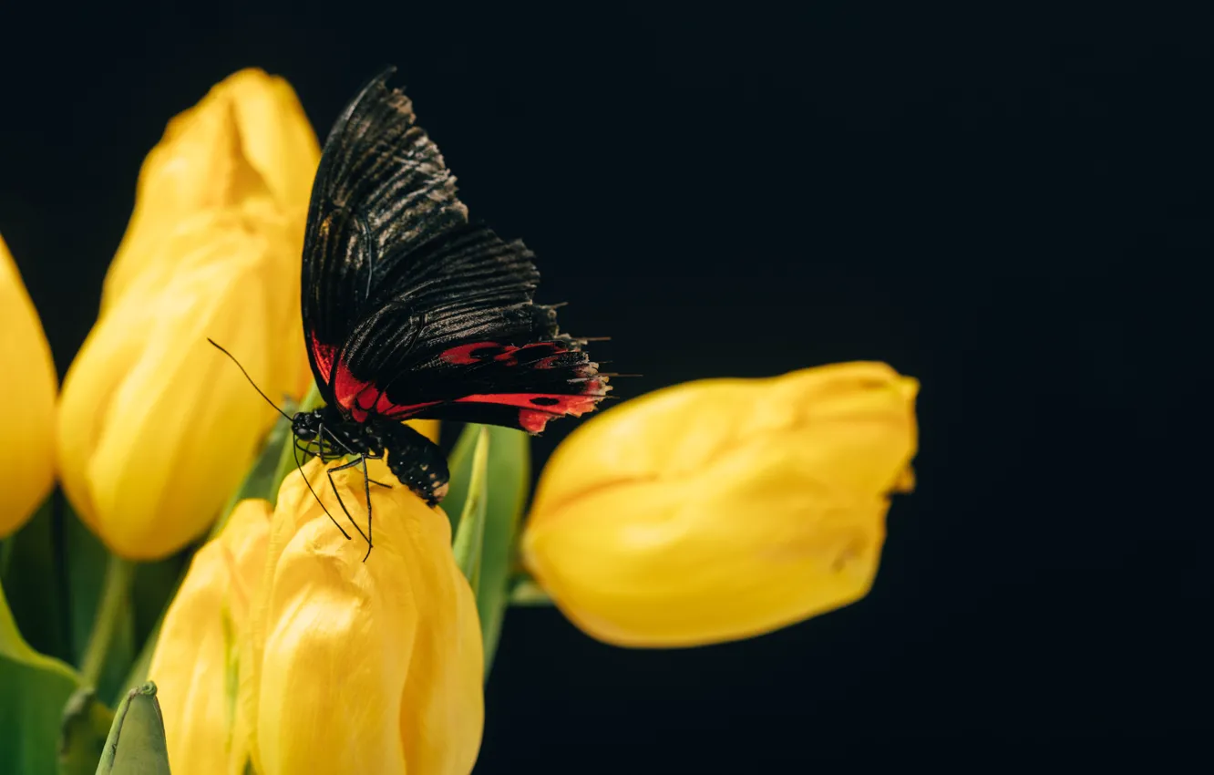 Photo wallpaper butterfly, Macro, tulips