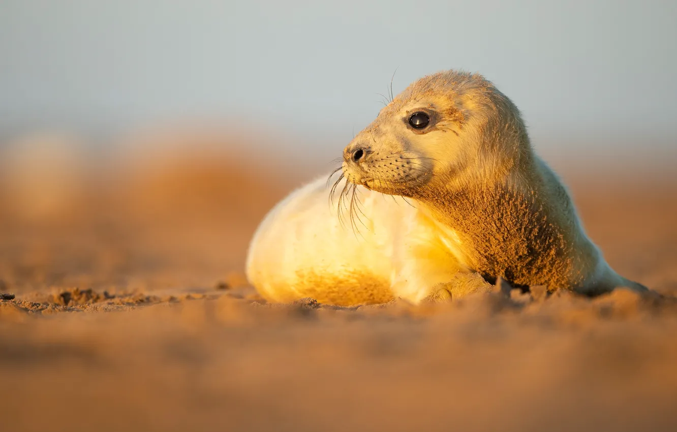 Photo wallpaper look, light, shore, seal, cub, face, Navy seal