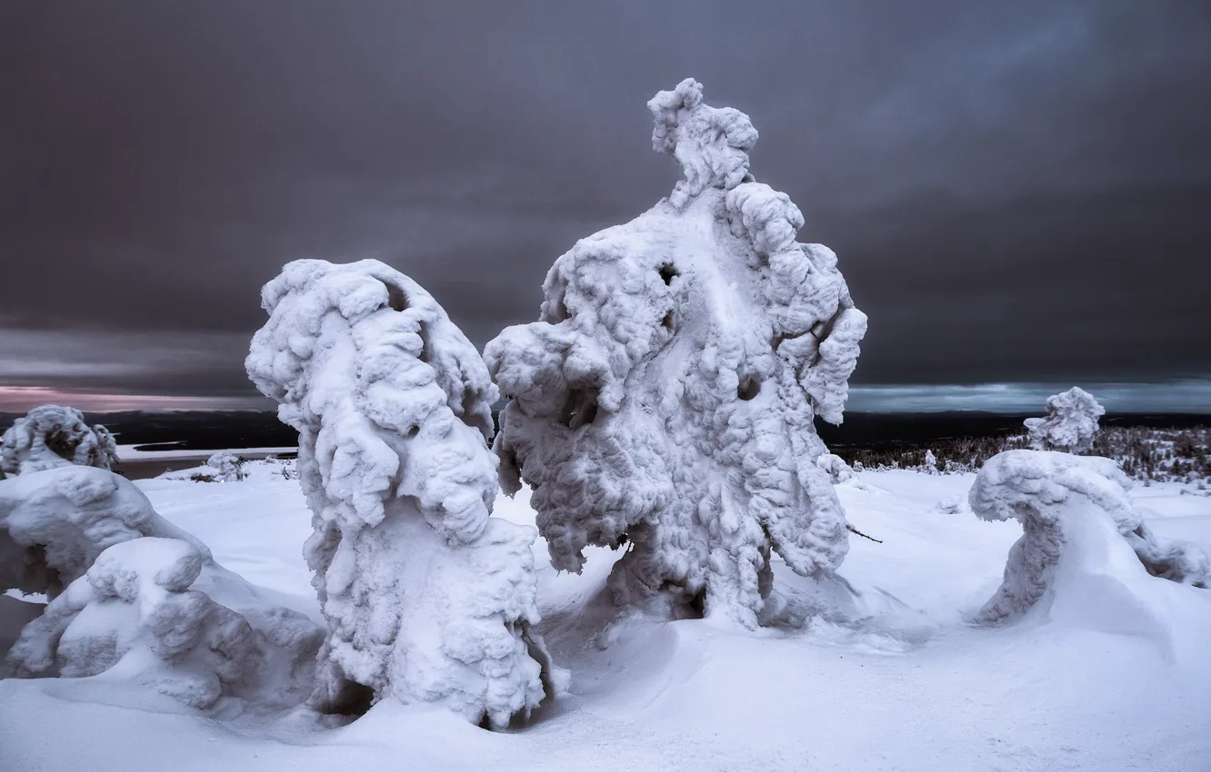 Photo wallpaper winter, trees, landscape, nature, snow, Murmansk oblast, The Arctic