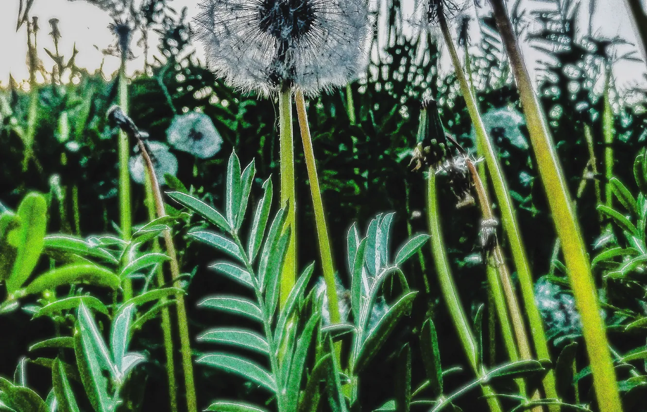 Photo wallpaper macro, nature, dandelion, plant