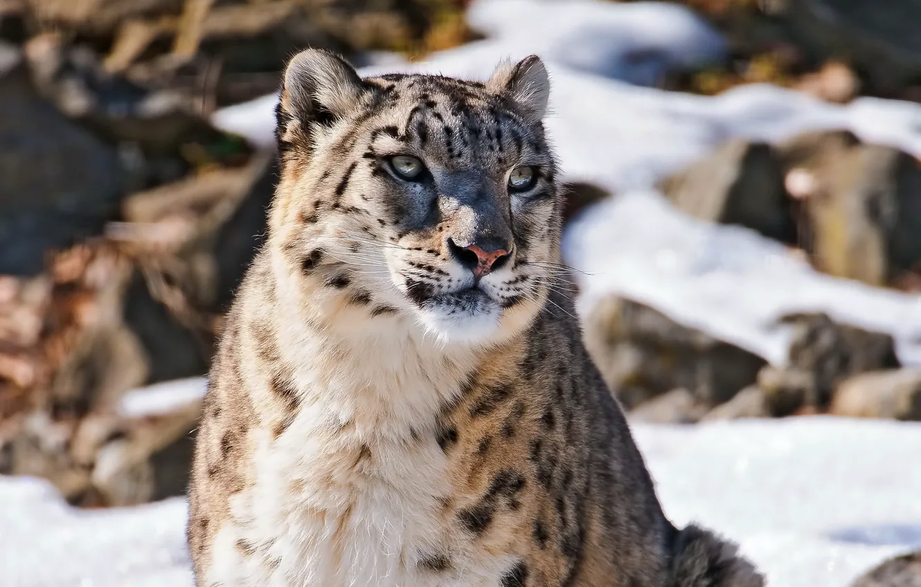 Photo wallpaper face, snow, mountains, IRBIS, snow leopard, snow leopard, looks, uncia uncia