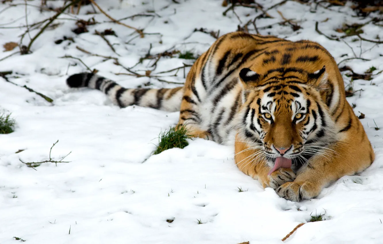 Photo wallpaper snow, tiger, wild cat