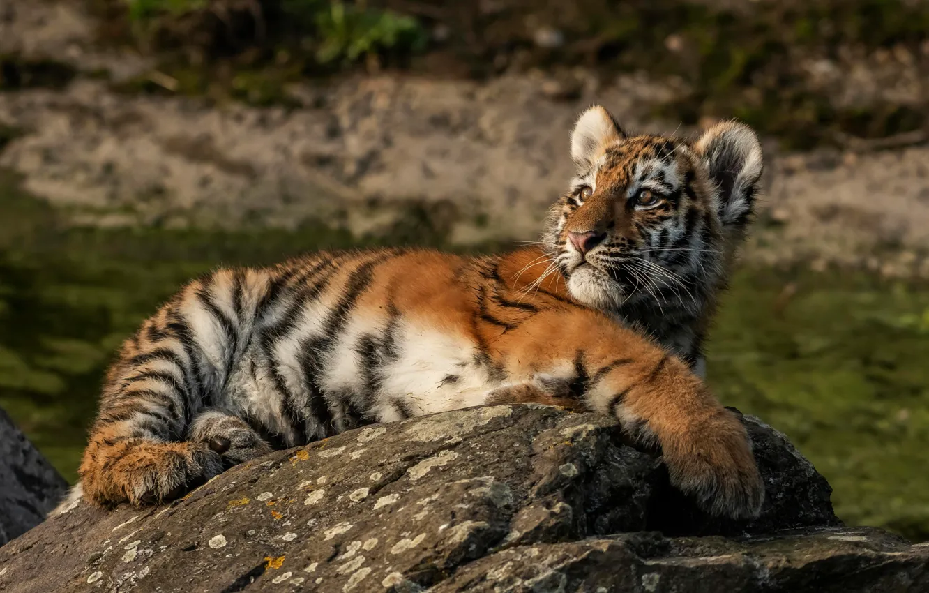 Photo wallpaper look, nature, tiger, pose, stones, background, stay, baby